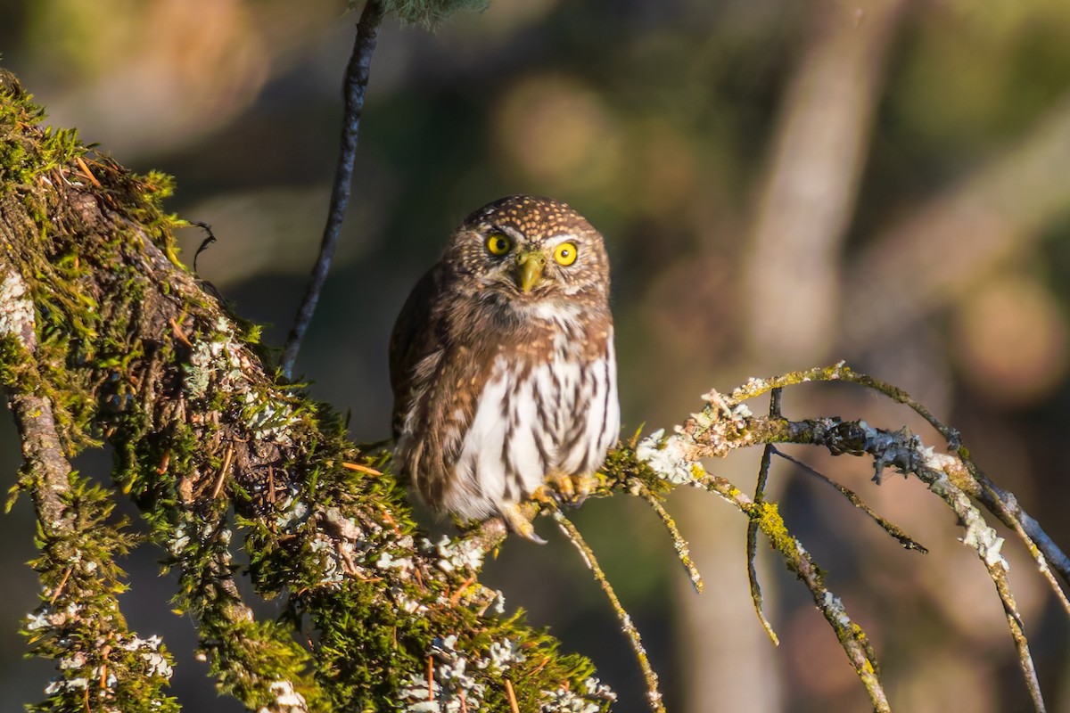 Chevêchette naine - ML645858464