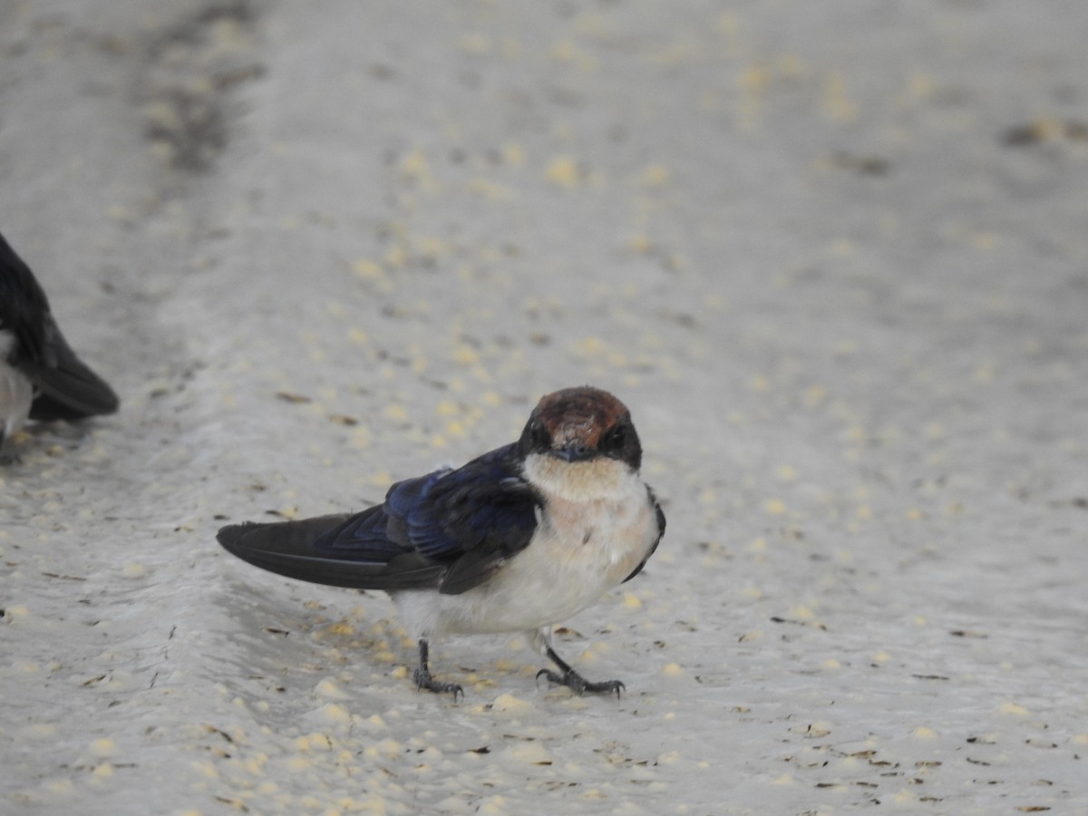 Hirondelle à longs brins - ML645858465