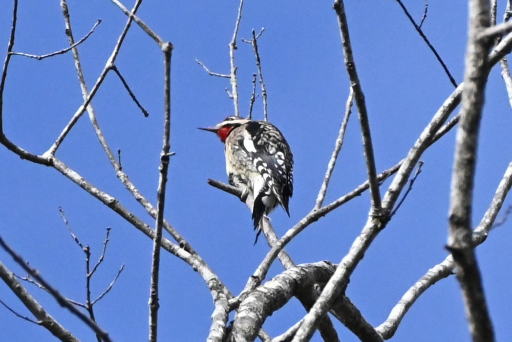 Pic maculé - ML645858466