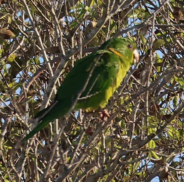 Conure verte (holochlorus/brewsteri) - ML645858467
