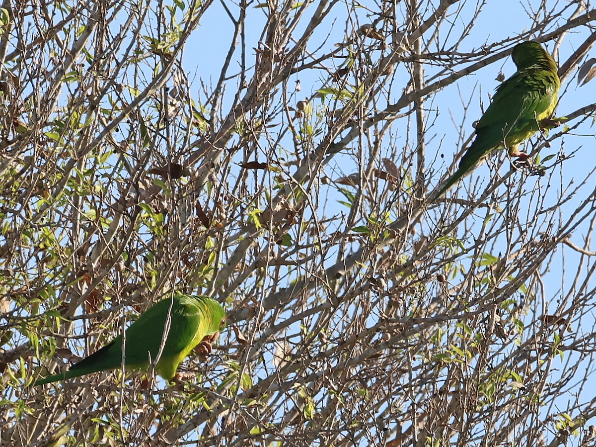 Conure verte (holochlorus/brewsteri) - ML645858468