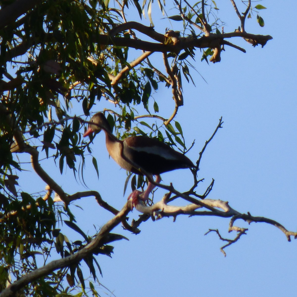 Dendrocygne à ventre noir - ML645858469