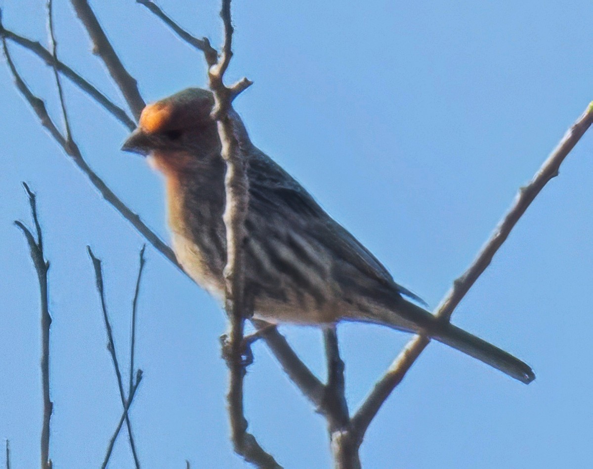 Roselin familier - ML645858470