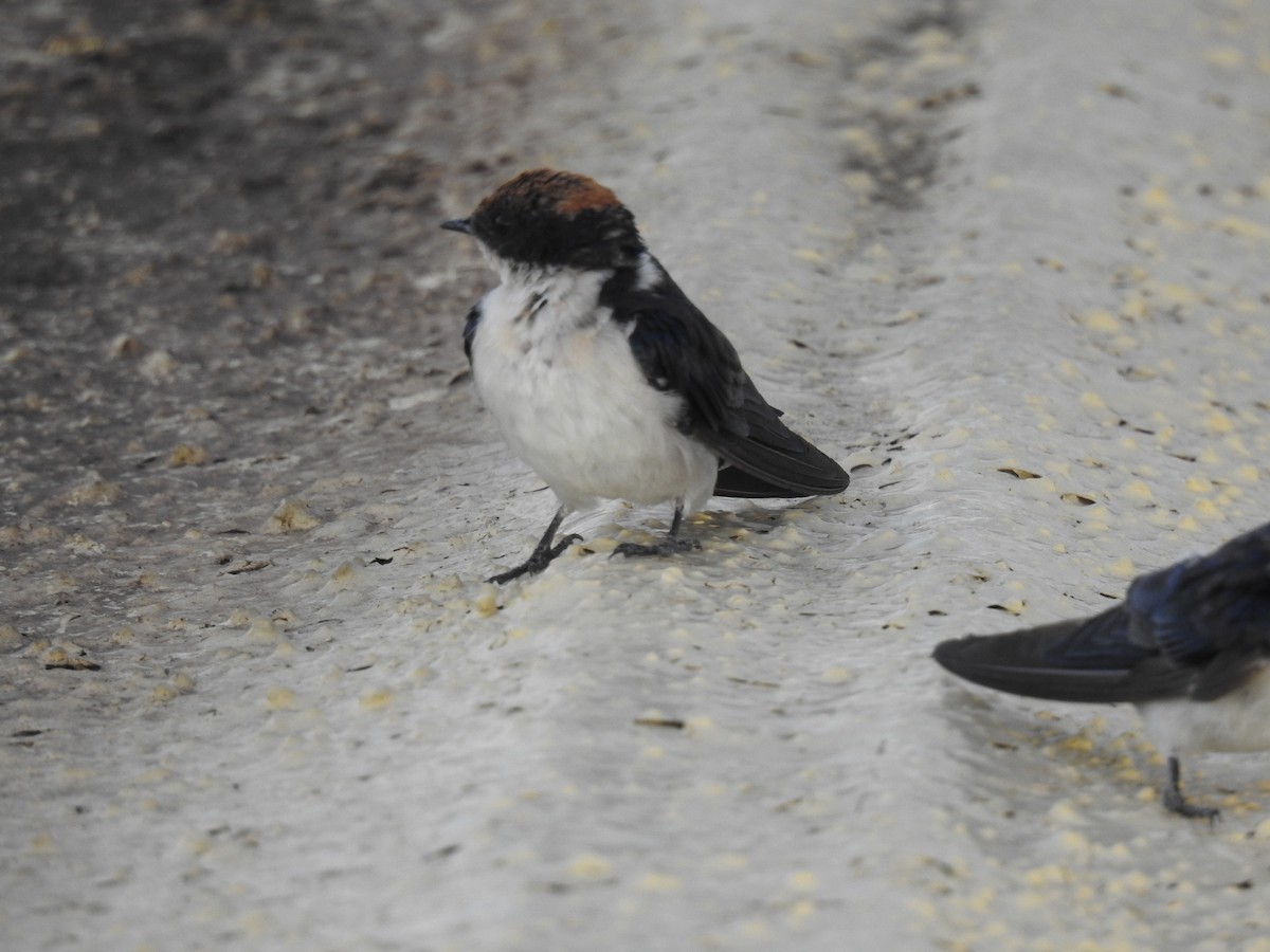 Hirondelle à longs brins - ML645858471