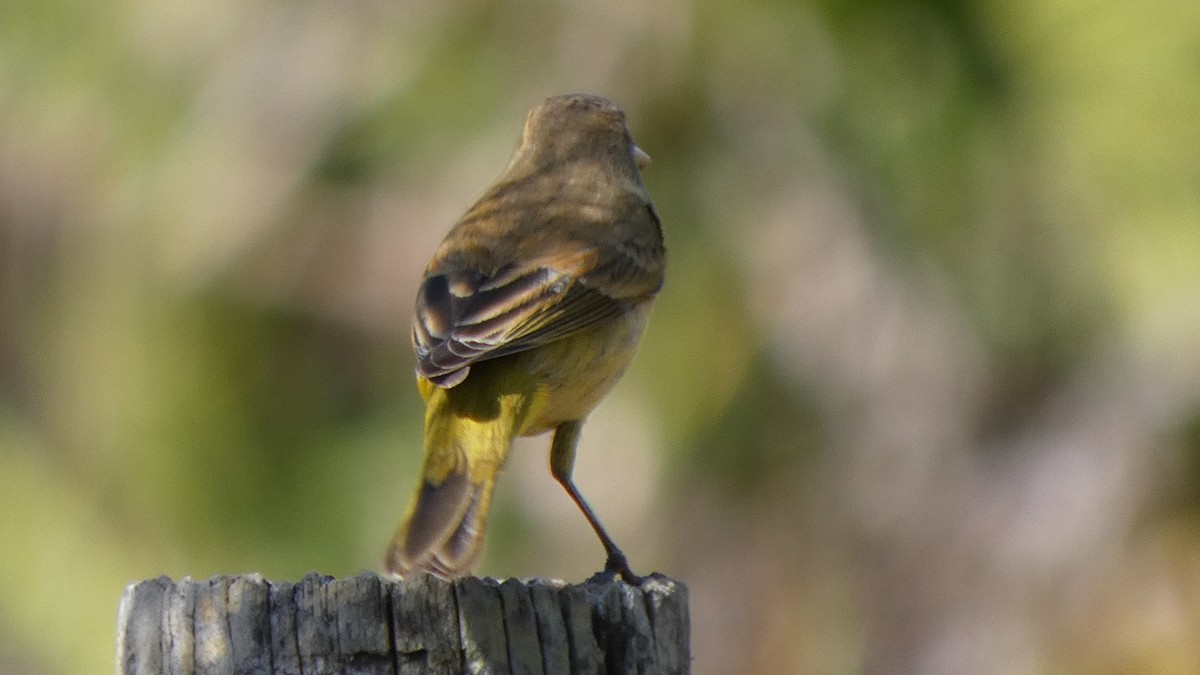 Paruline à couronne rousse - ML645858472