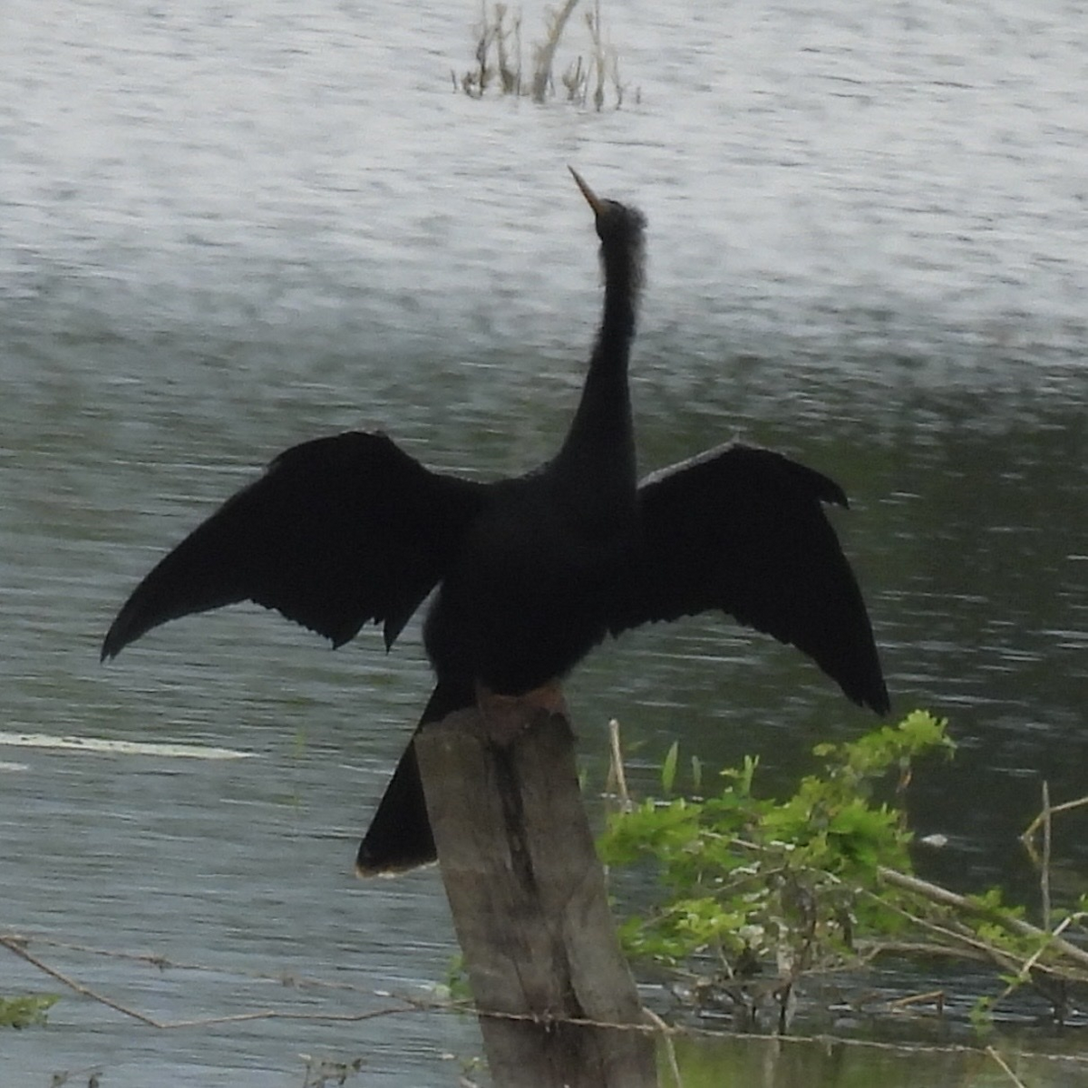 Anhinga d'Amérique - ML645858473