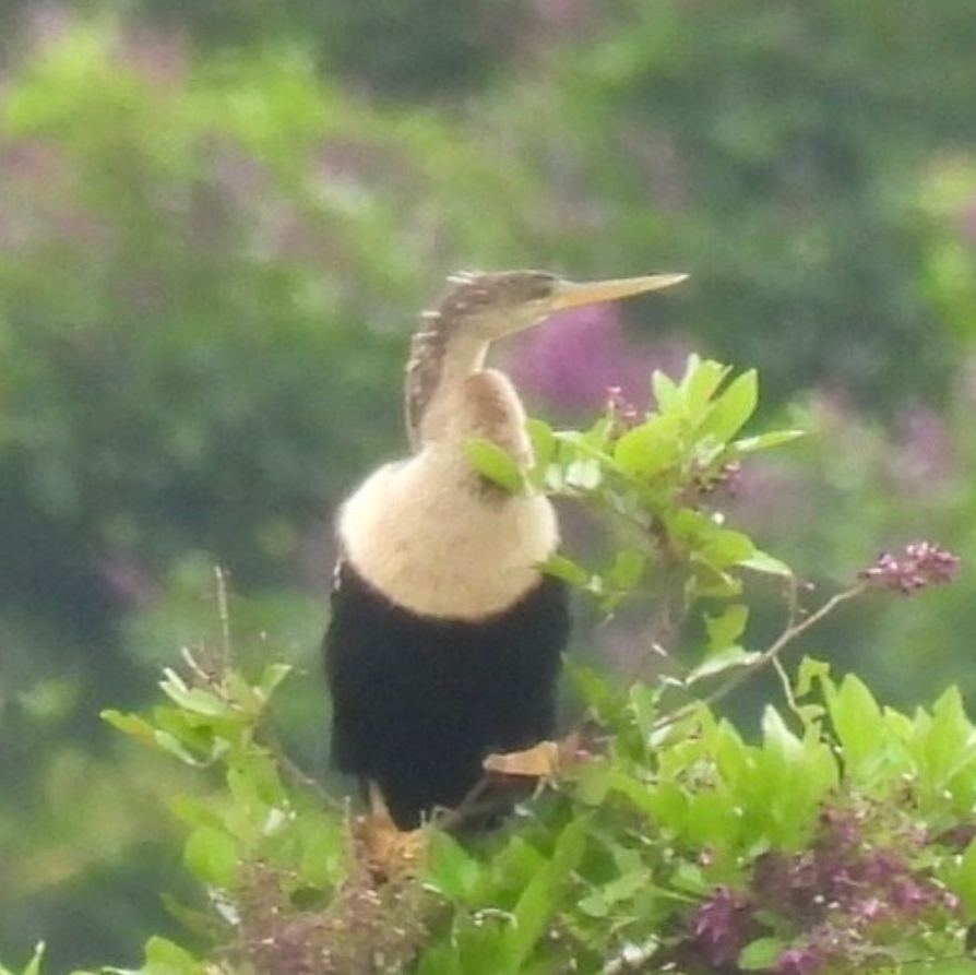 Anhinga d'Amérique - ML645858474