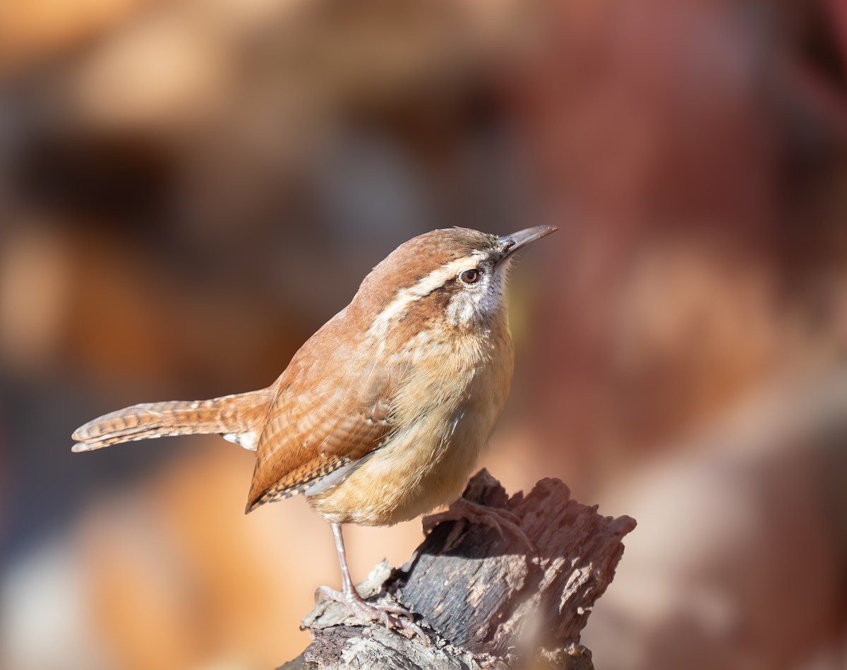 Troglodyte de Caroline - ML645858476
