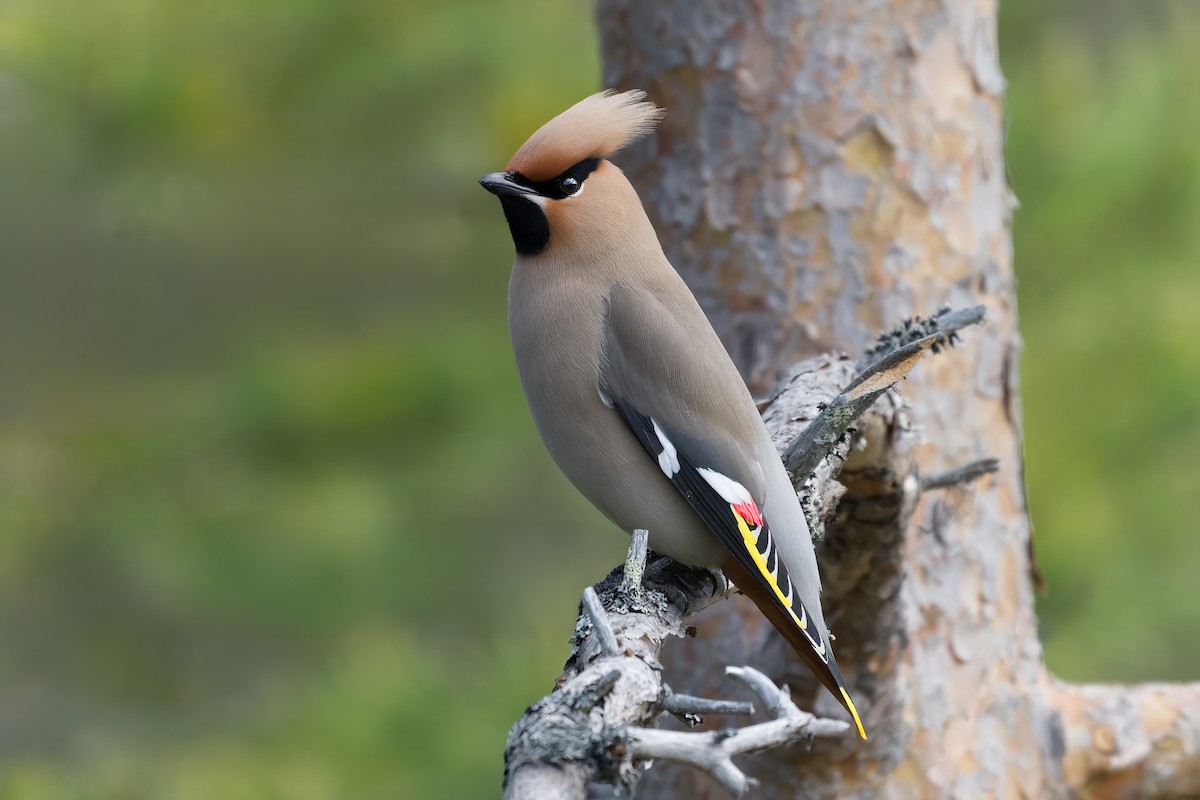 キレンジャク - ML645858477