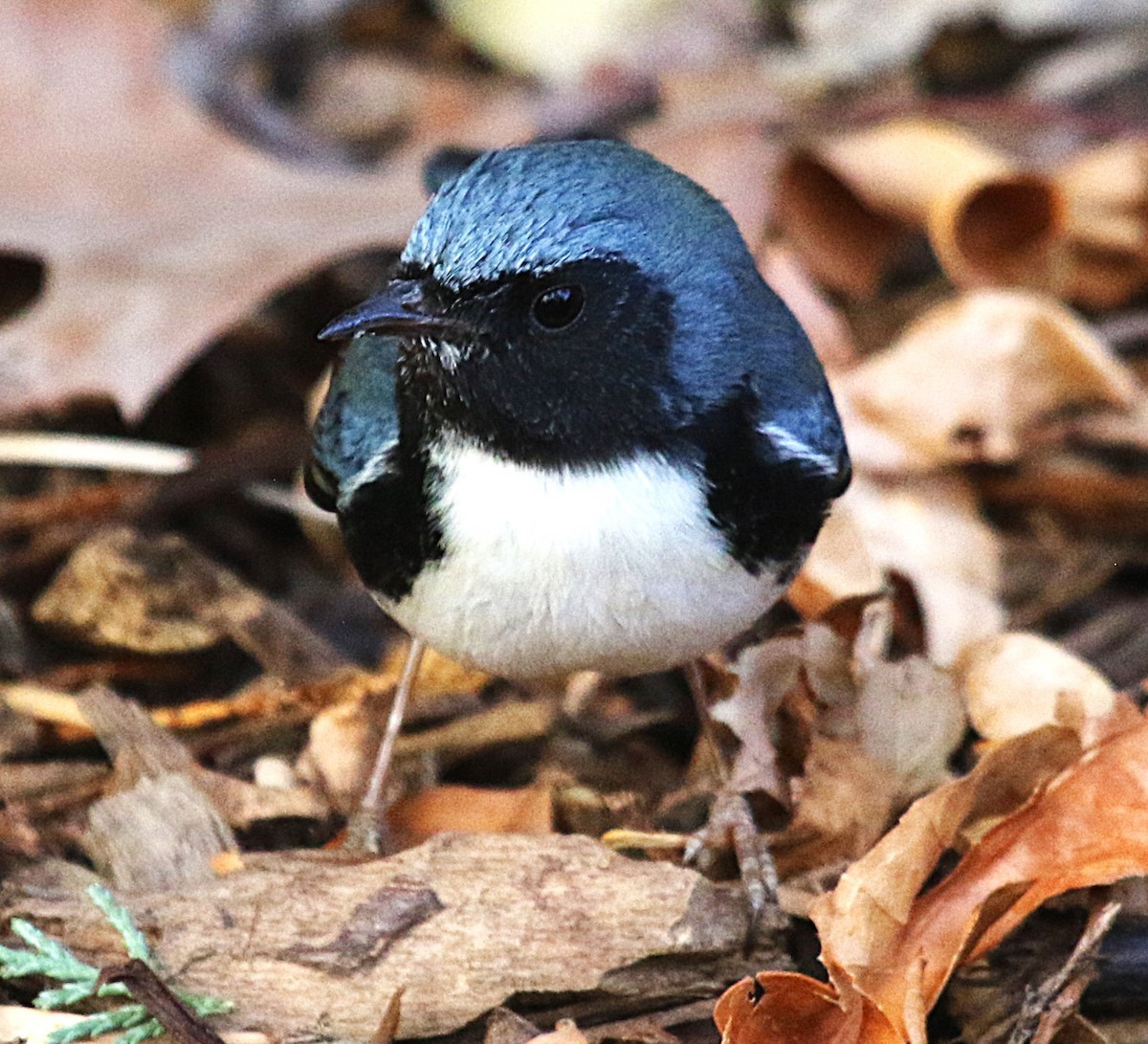 Black-throated Blue Warbler - ML645858482