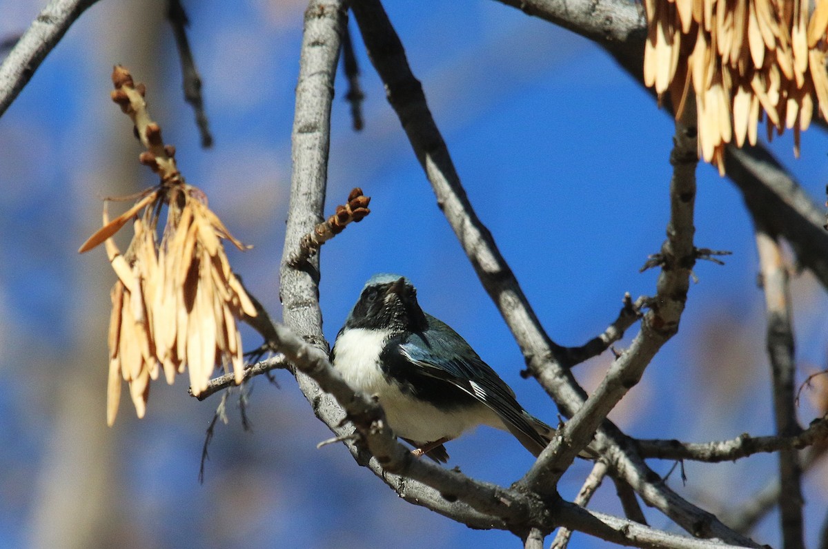 Black-throated Blue Warbler - ML645858483