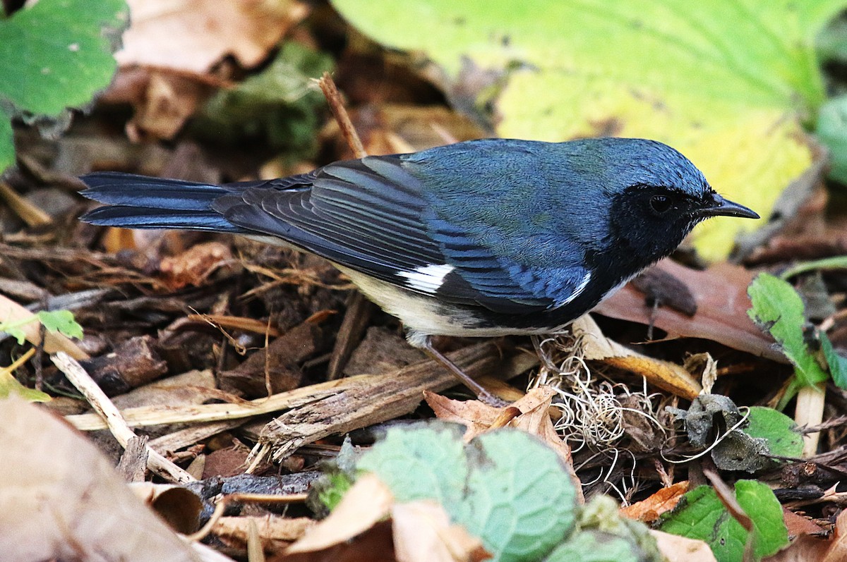 Black-throated Blue Warbler - ML645858484