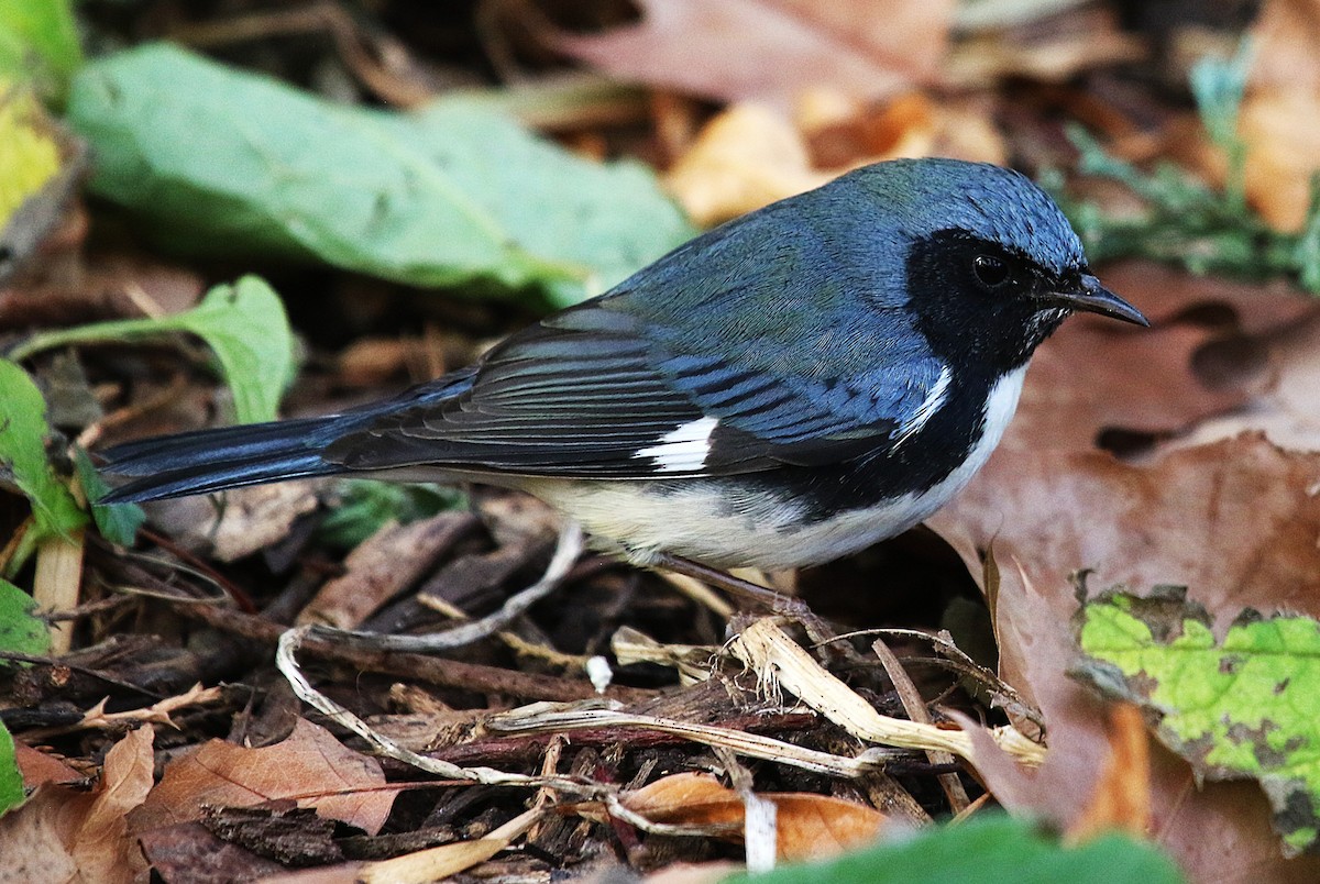 Black-throated Blue Warbler - ML645858485