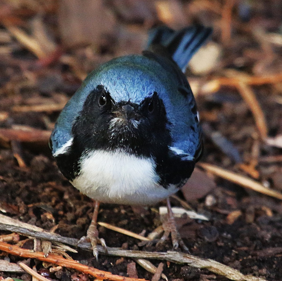 Black-throated Blue Warbler - ML645858486