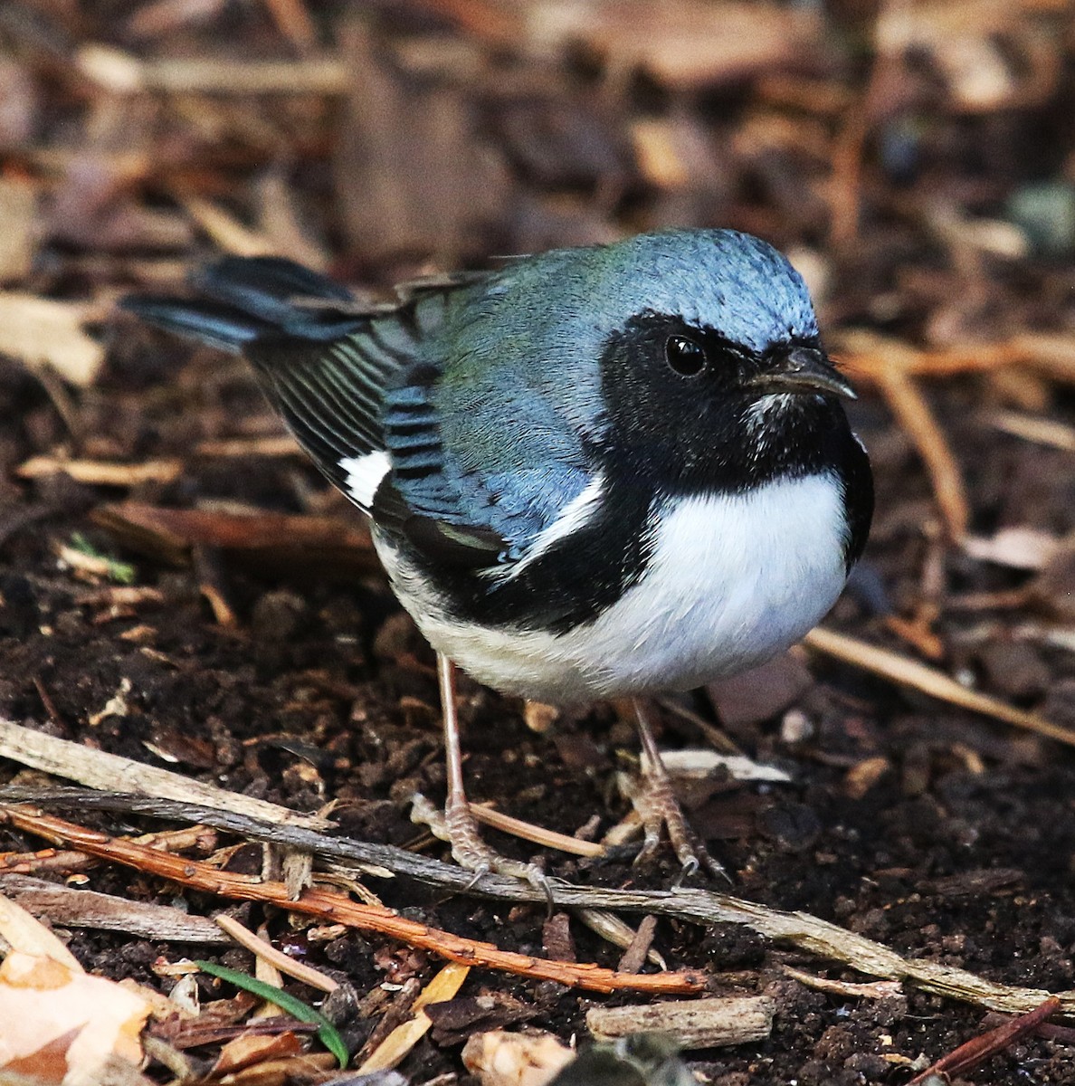Black-throated Blue Warbler - ML645858487