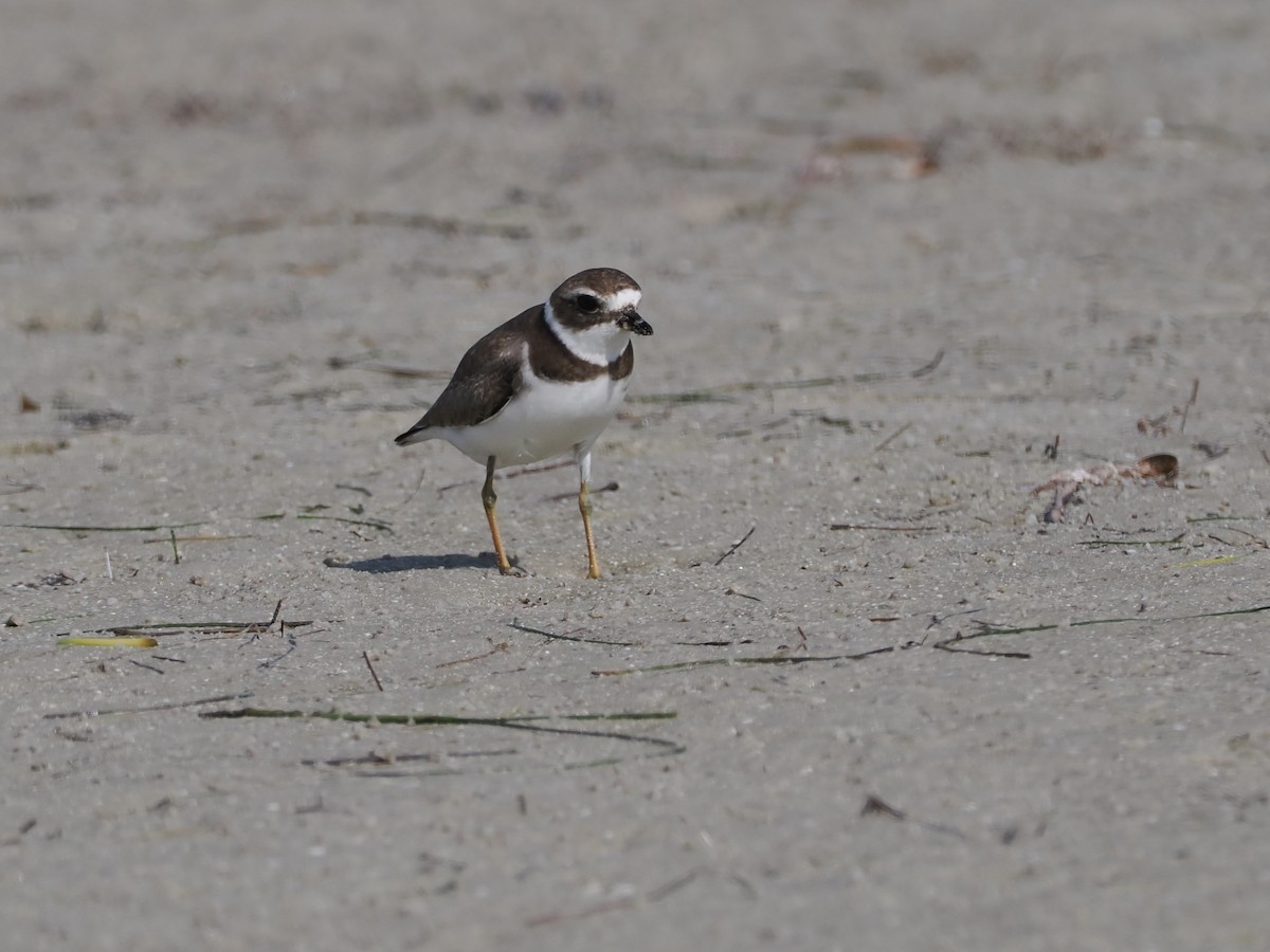 Semipalmated Plover - ML645858499