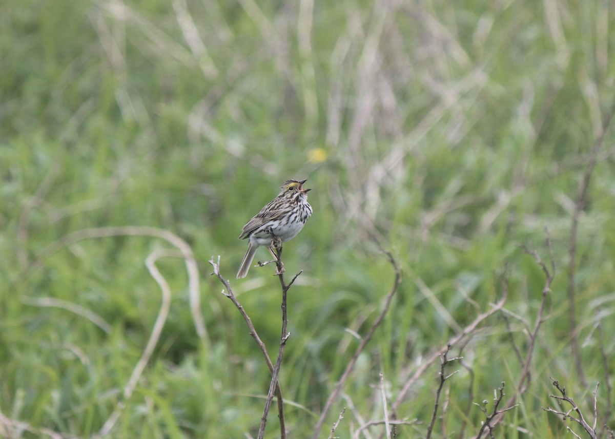 Savannah Sparrow (Savannah) - ML645858503