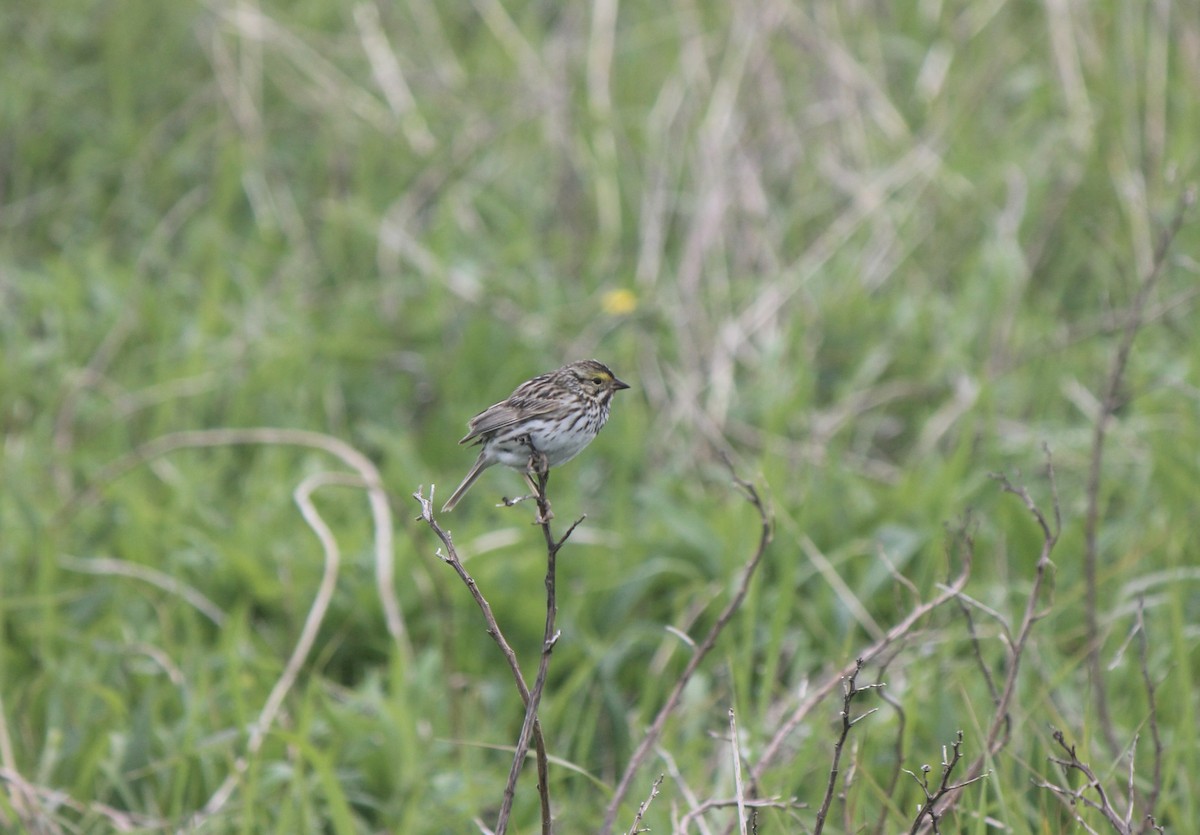 Savannah Sparrow (Savannah) - ML645858504
