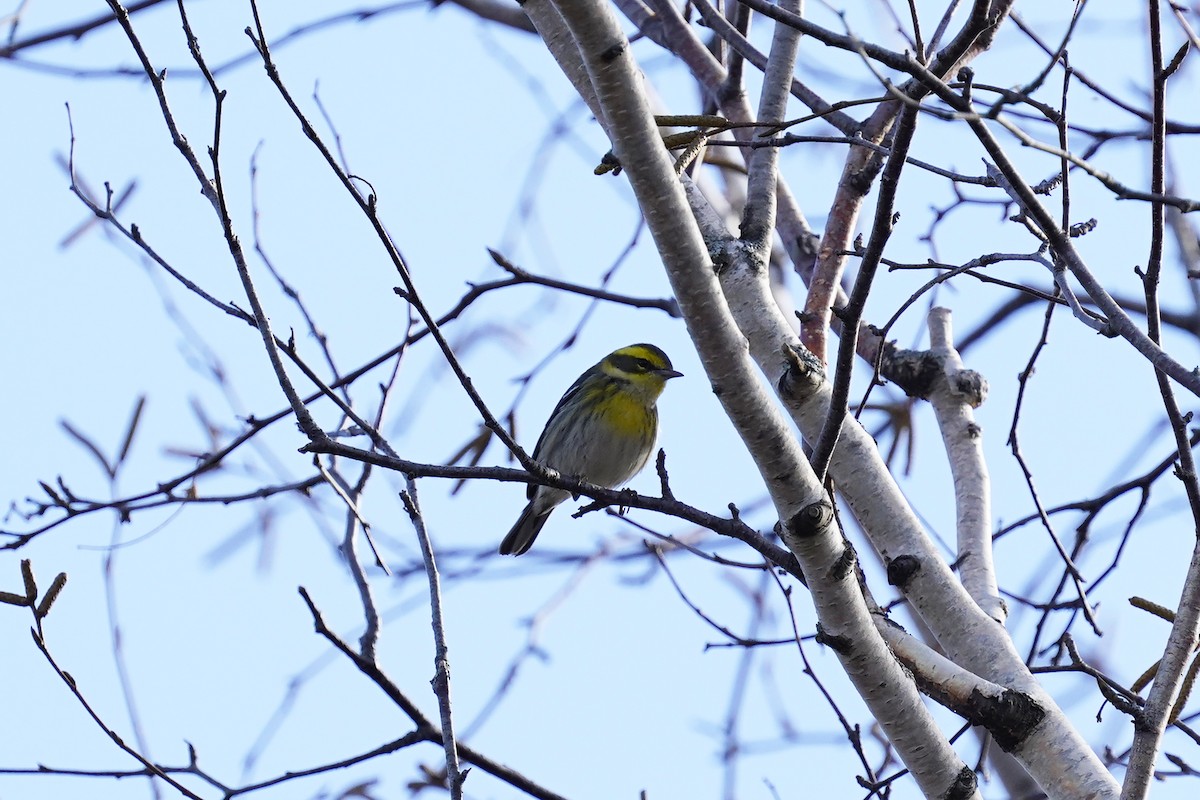 Townsend's Warbler - ML645858517