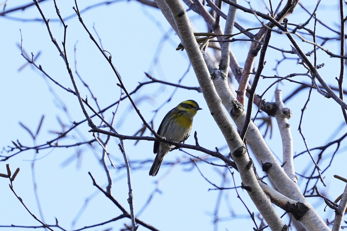 Townsend's Warbler - ML645858518