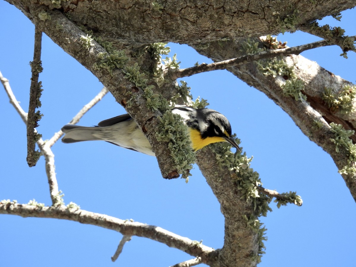 Yellow-throated Warbler - ML645858519