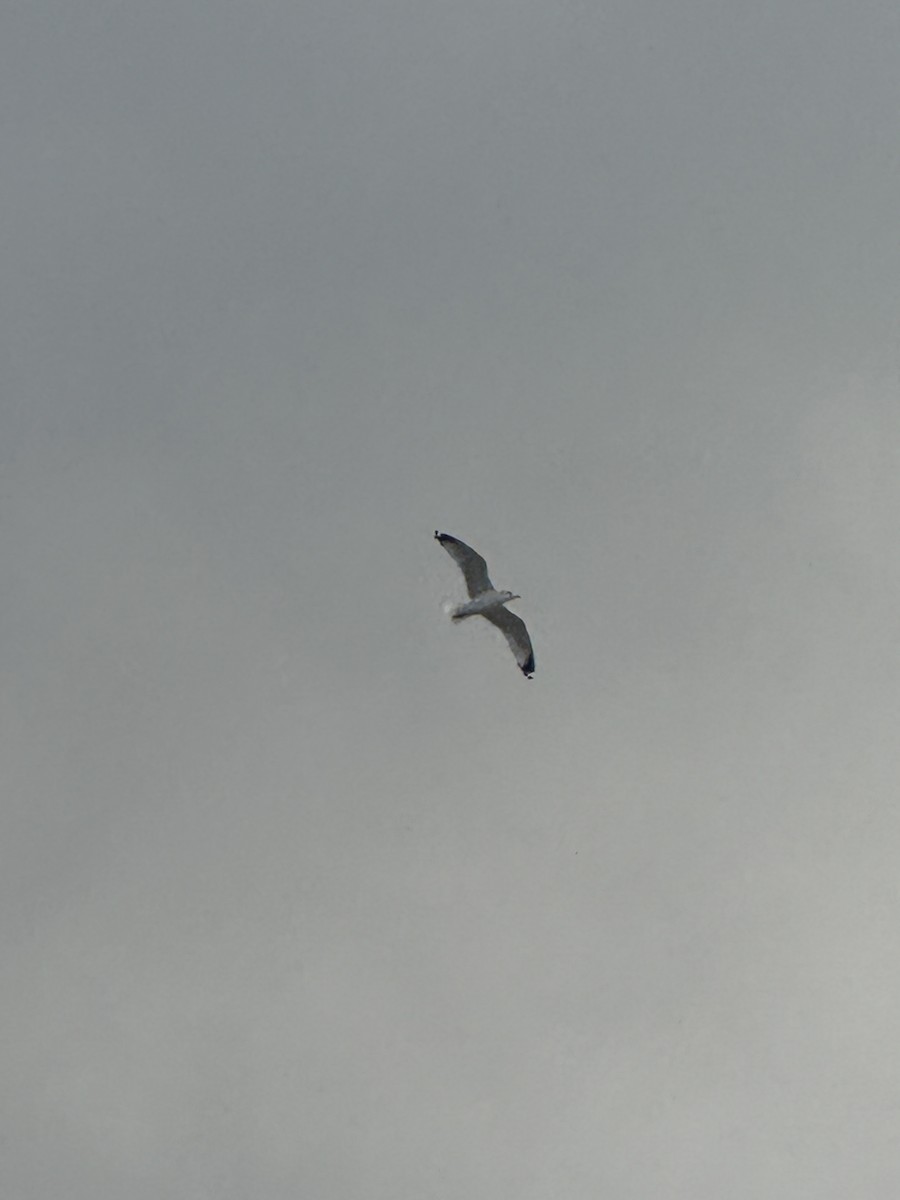 gull sp. - ML645858520