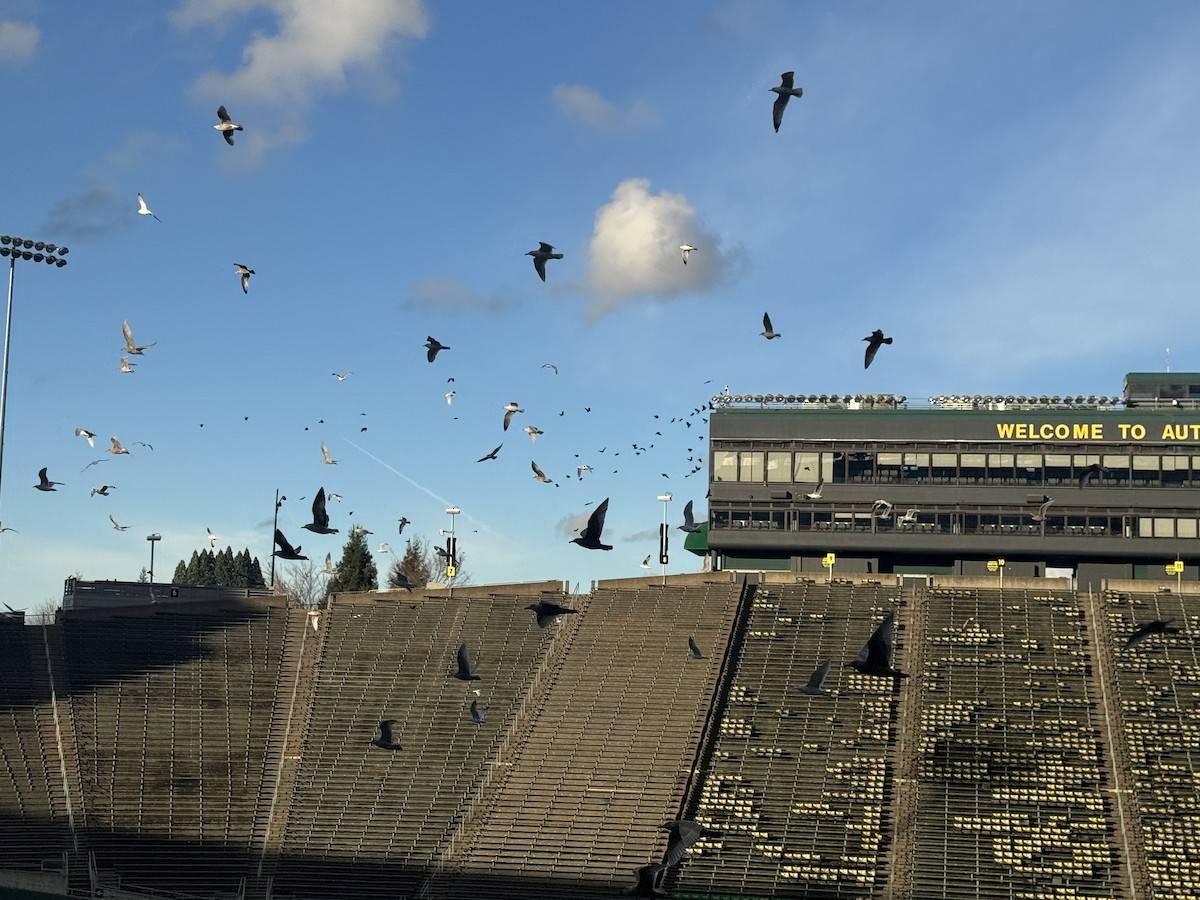 gull sp. - ML645858521