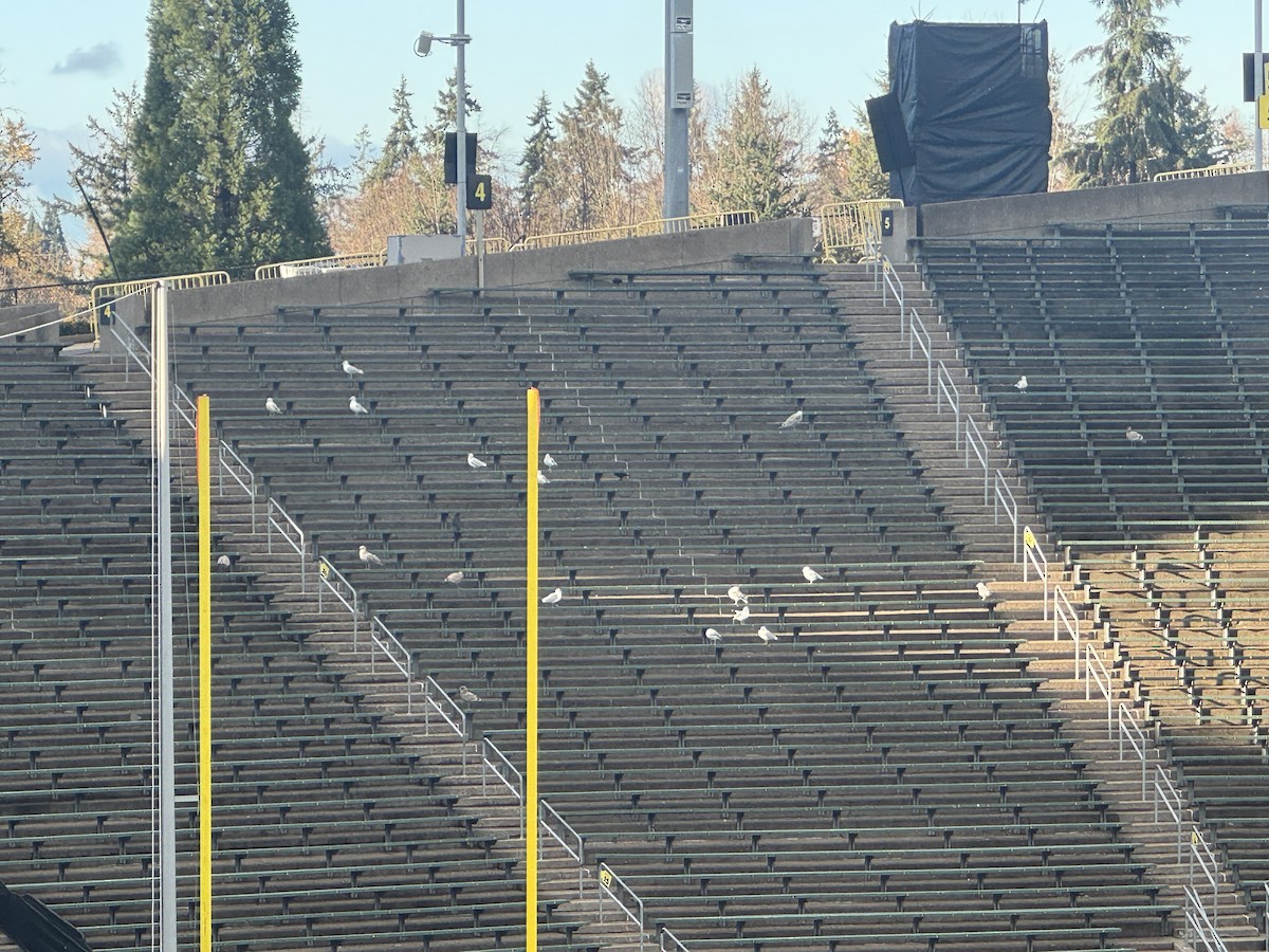 gull sp. - ML645858522