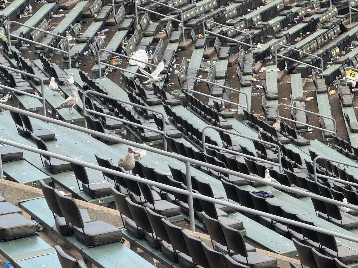 gull sp. - ML645858523