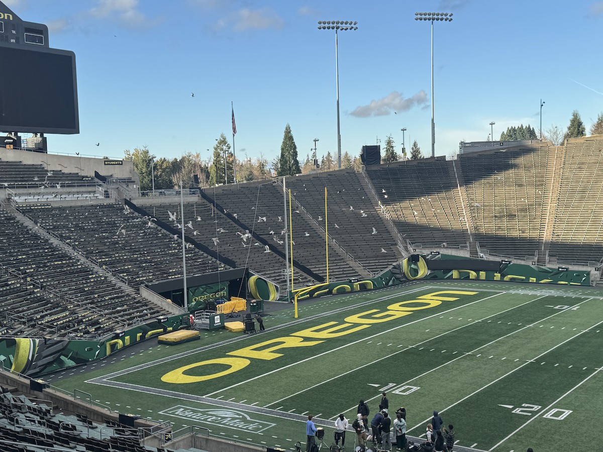 gull sp. - ML645858524