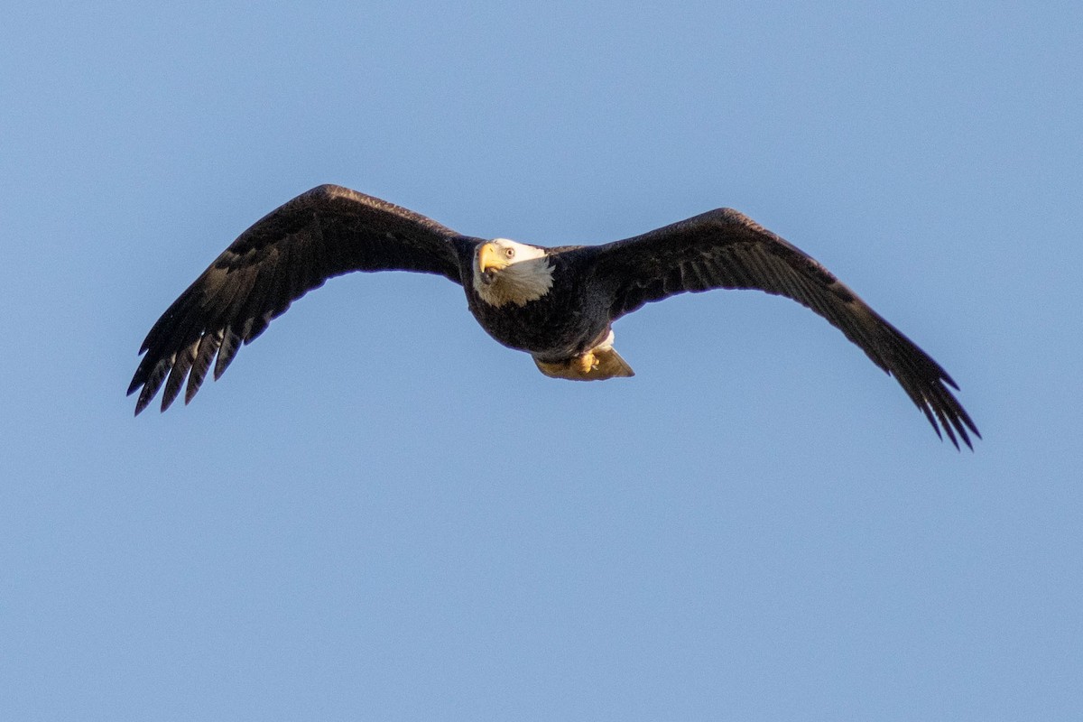Bald Eagle - ML645858528