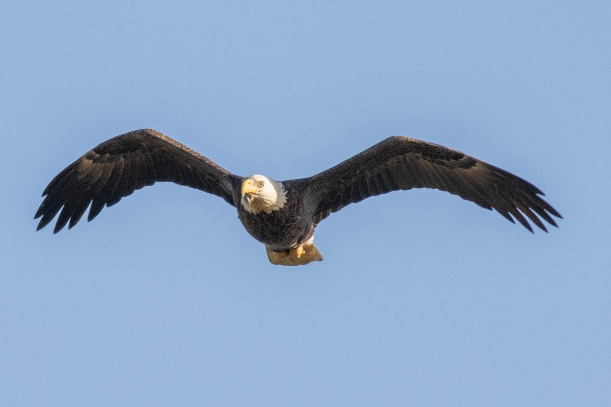 Bald Eagle - ML645858529