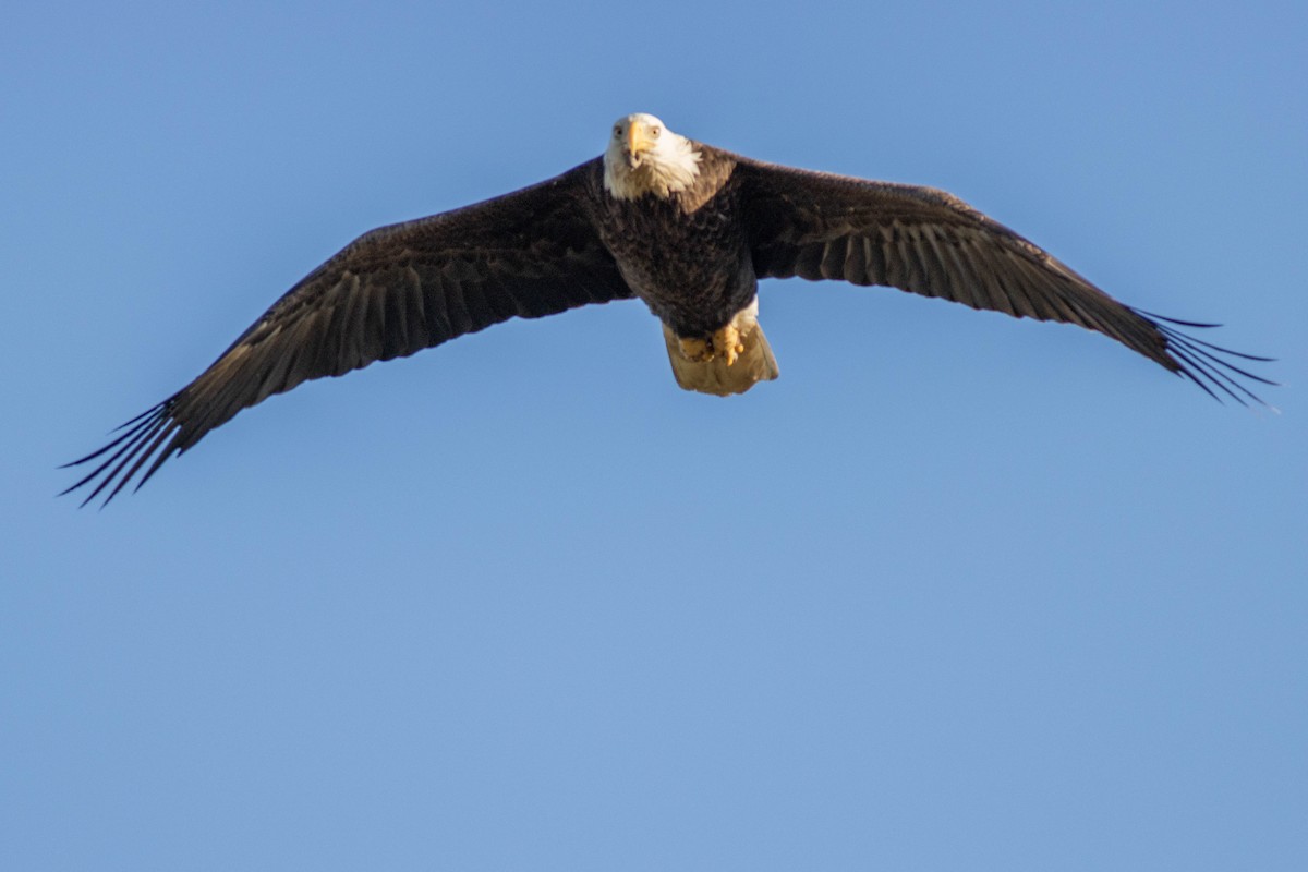 Bald Eagle - ML645858530