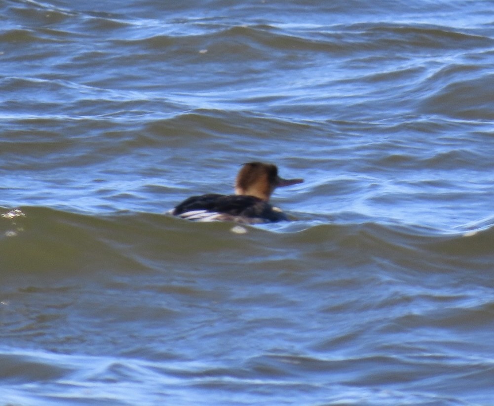 Red-breasted Merganser - ML645858536