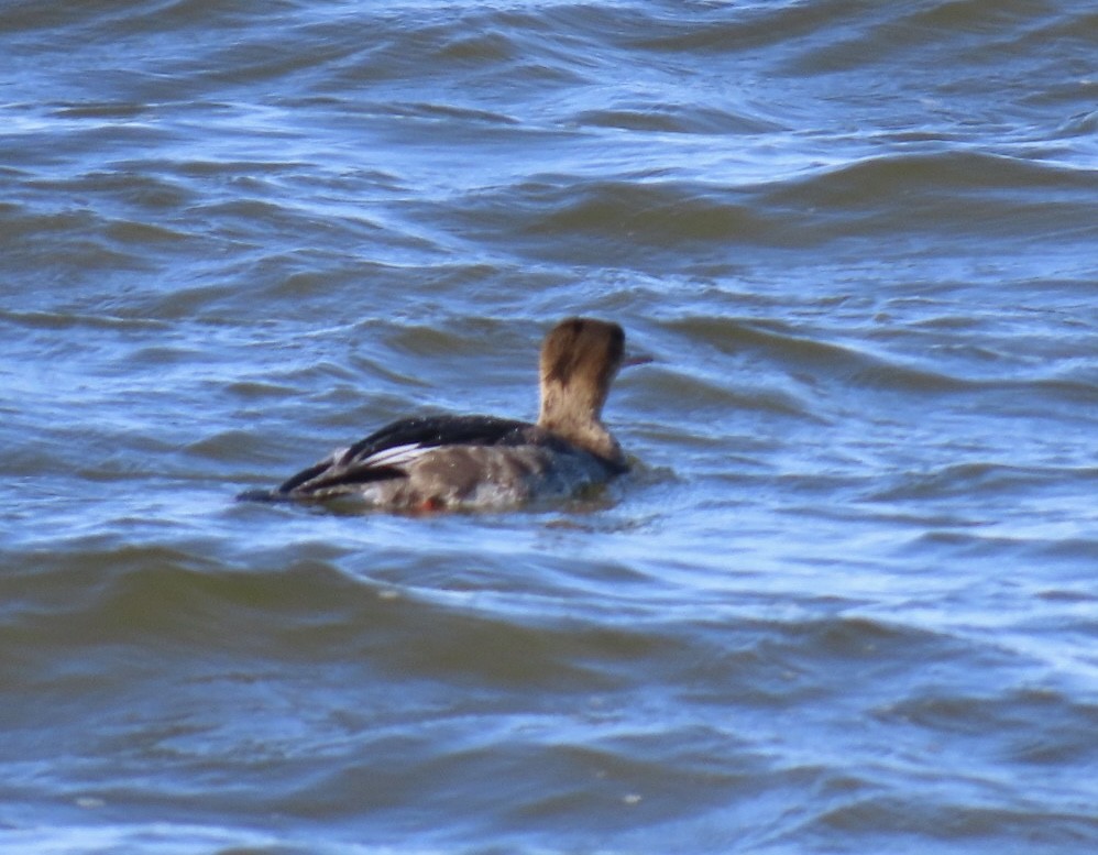 Red-breasted Merganser - ML645858537