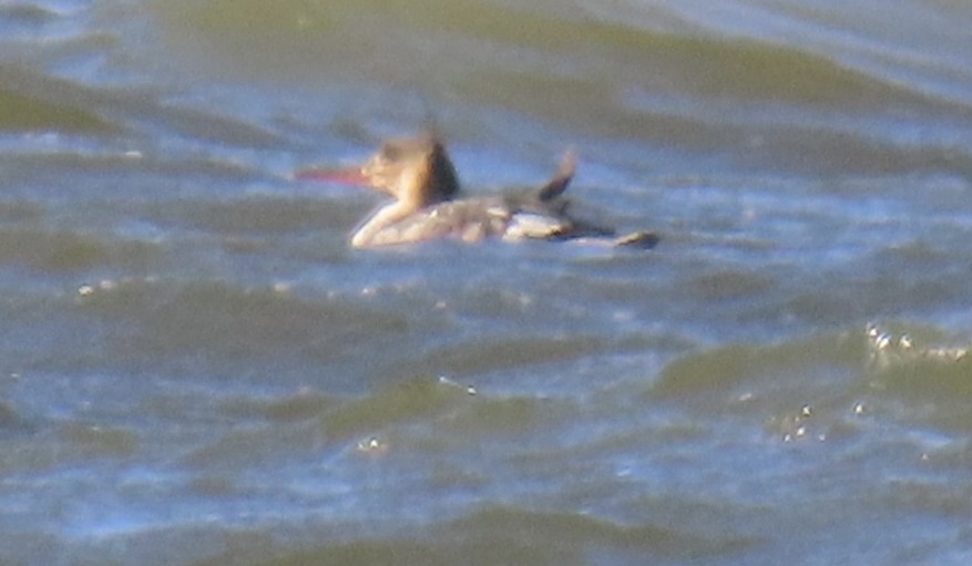 Red-breasted Merganser - ML645858538