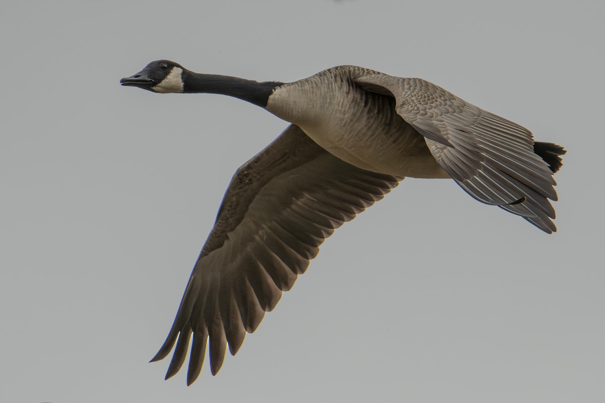 berneška velká - ML645858540