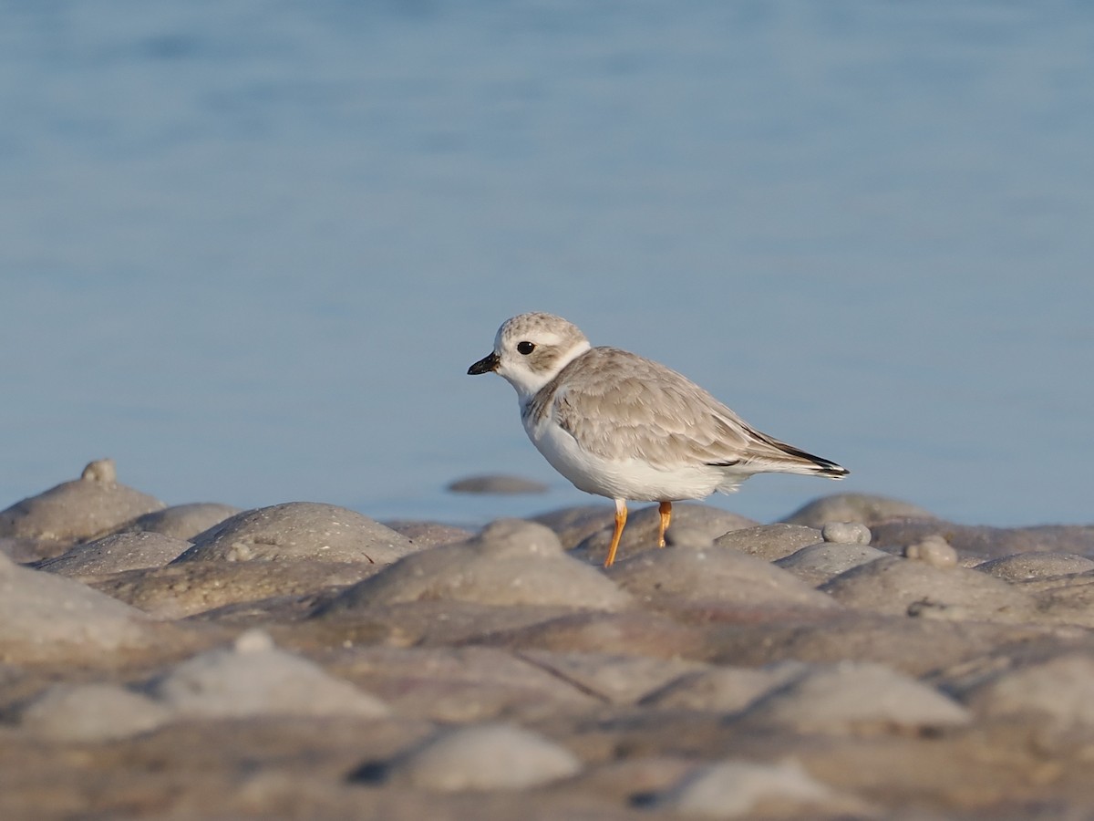 Piping Plover - ML645858541