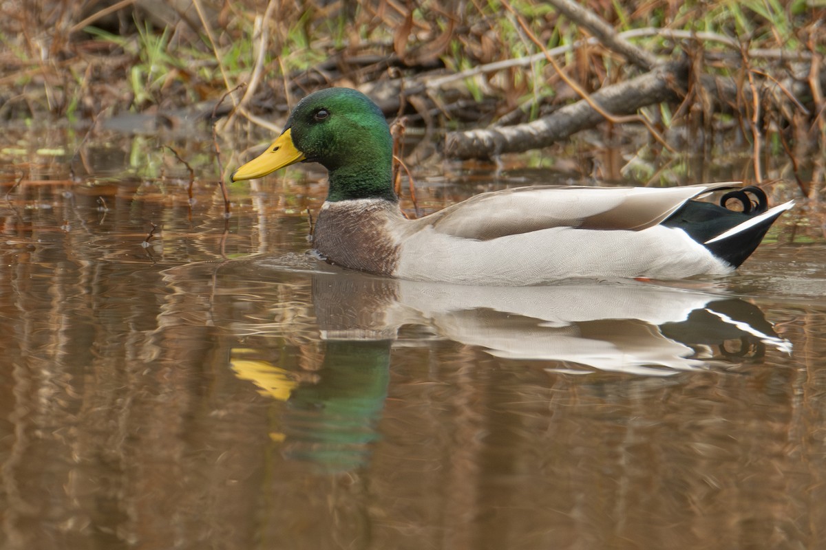 kachna divoká - ML645858548