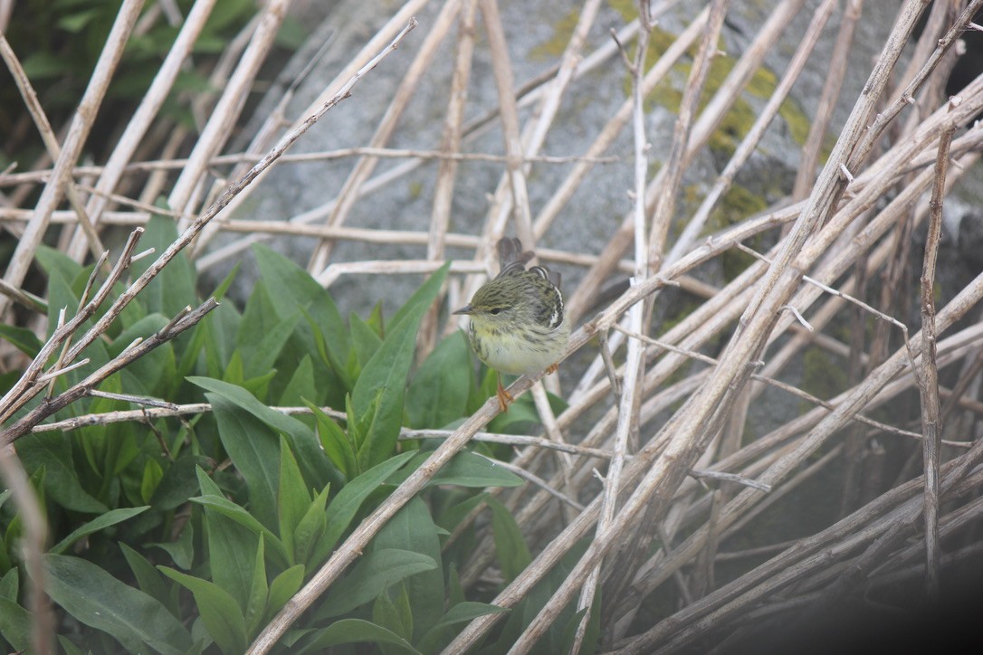 Blackpoll Warbler - ML645858553