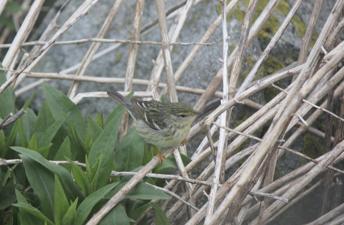 Blackpoll Warbler - ML645858554