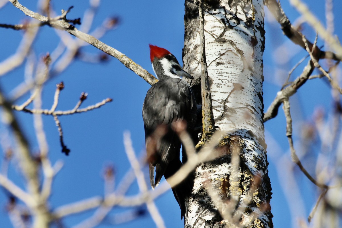 Жовна північна - ML645858562