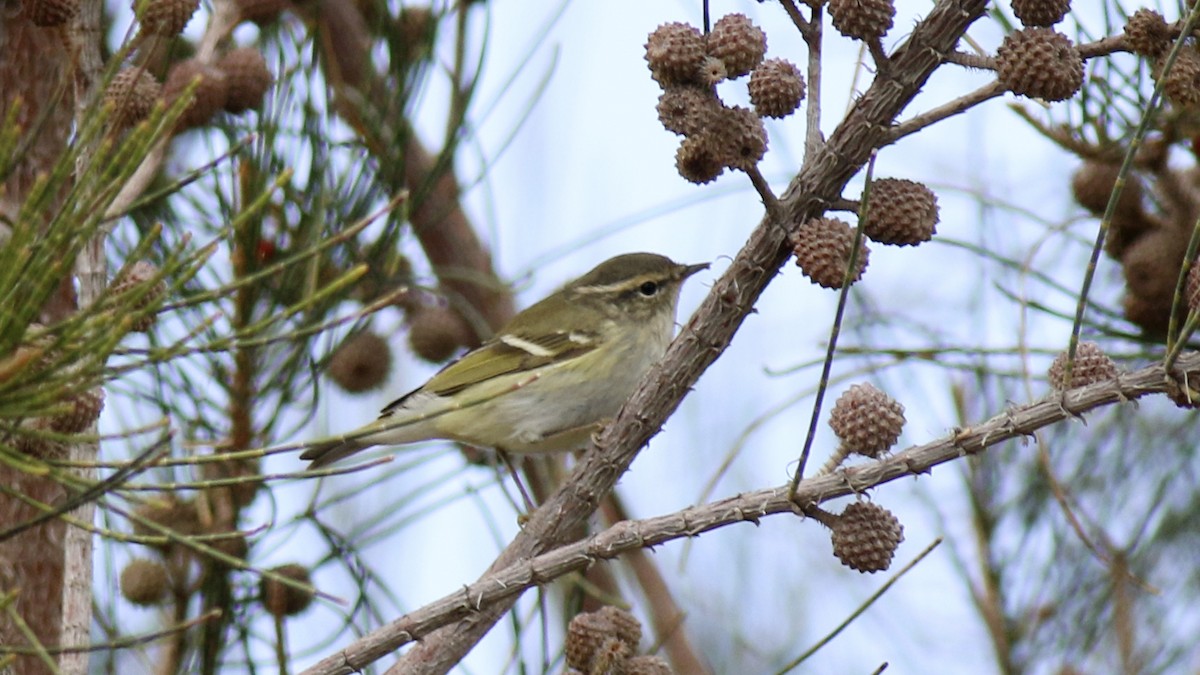 Yellow-browed Warbler - ML645858568