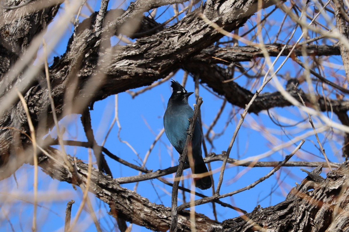 Steller's Jay - ML645858569