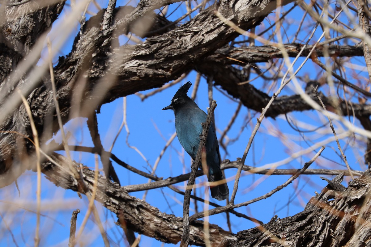 Steller's Jay - ML645858570
