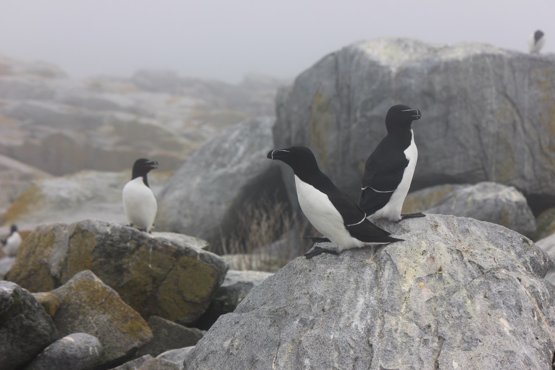 Gazza marina - ML645858573