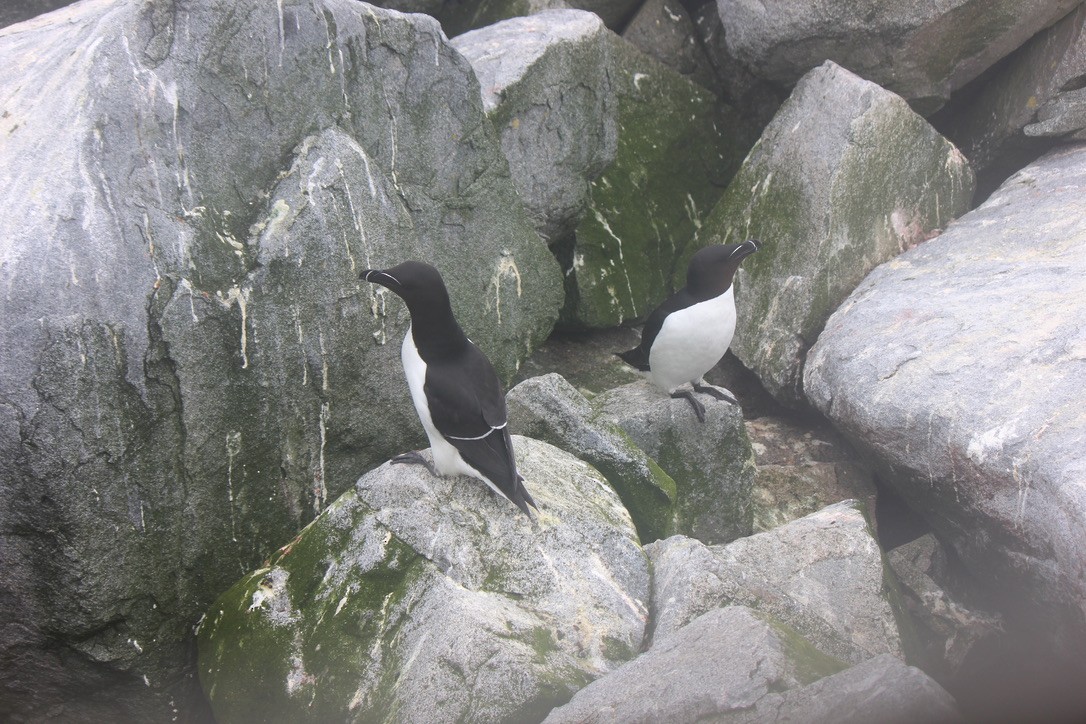 Gazza marina - ML645858574