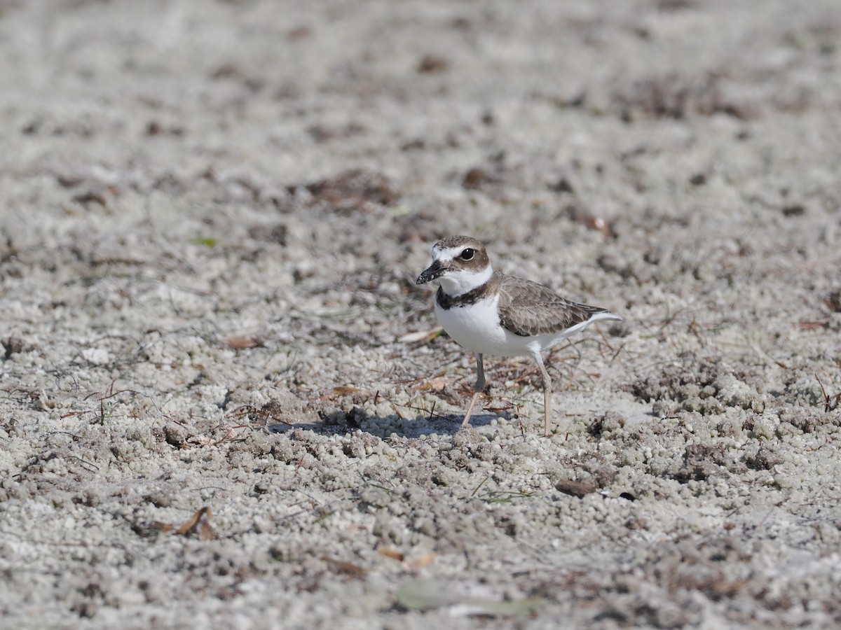 Wilson's Plover - ML645858575