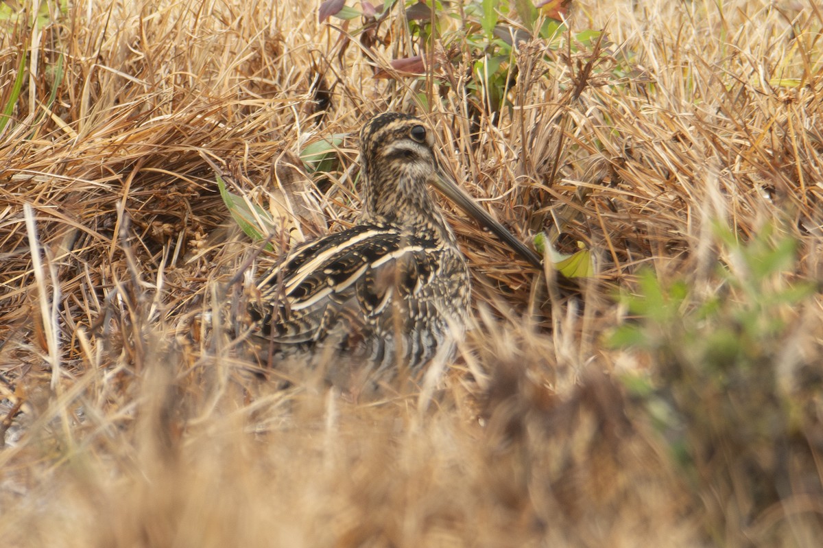 Wilson's Snipe - ML645858576