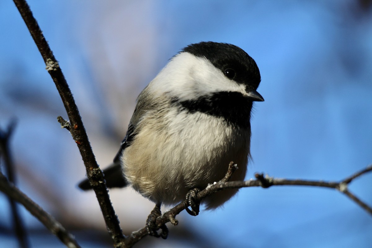 Black-capped Chickadee - ML645858577